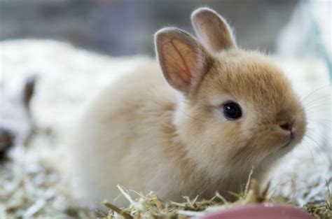 Cutest Rabbit Breeds Petguide