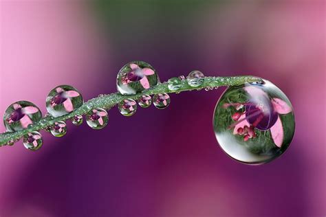Same Dewdrops Different Flower Different Flowers Cool Pictures Of