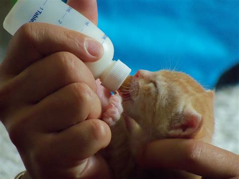 By the time your kitten is five to seven weeks old, she should be getting all of her nutrition from solid food. How To Take Care Of A Newborn Kitten Without Mother - Care ...