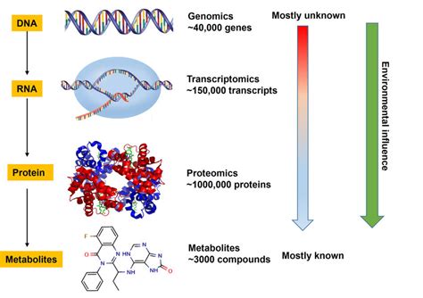 The Advantages Of Metabolomics Over Other Omics Download Scientific