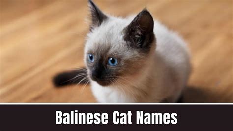 Choosing The Perfect Balinese Cat Names 2023 24 Balinese Cat