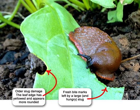 You also can rid areas of slugs and snails by mixing up some instant coffee and making it two to three times stronger than you ordinarily would. How to Identify Slug or Snail Damage - Wilco Distributors