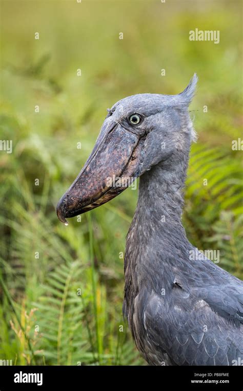 Shoebill Balaeniceps Rex In The Swamps Of Mabamba Lake Victoria