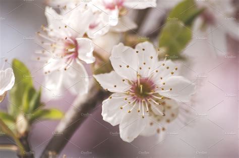 Welcome to the official website where you can find all festival infotmation. cherry blossom detail ~ Nature Photos ~ Creative Market