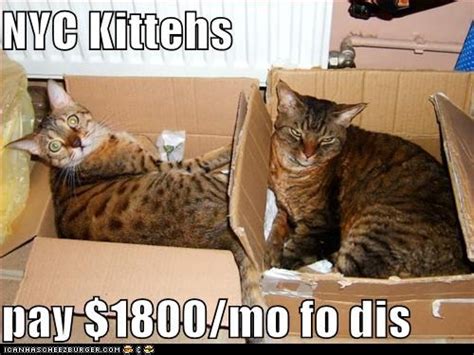 Classic Lolcat Lolcats Lol Cat Memes Funny Cats Funny Cat