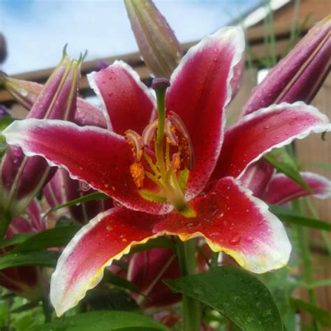 Lilium Entertainer Lily Entertainer Oriental Uploaded By