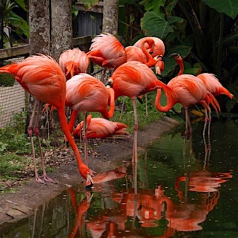 Flamingo Gardens Admission Tickets Tripshock