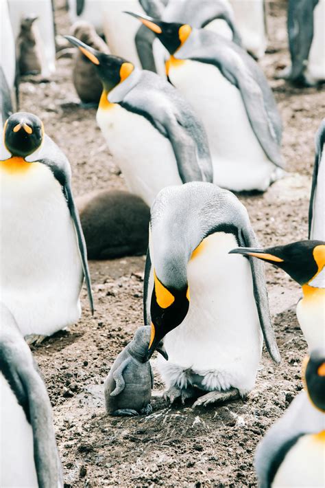Flock Of Penguins On Dirty Ground · Free Stock Photo