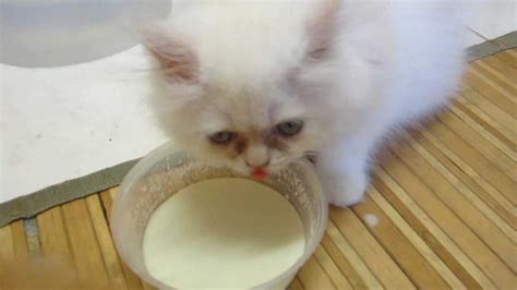 10 Manfaat Susu Untuk Kucing Persia