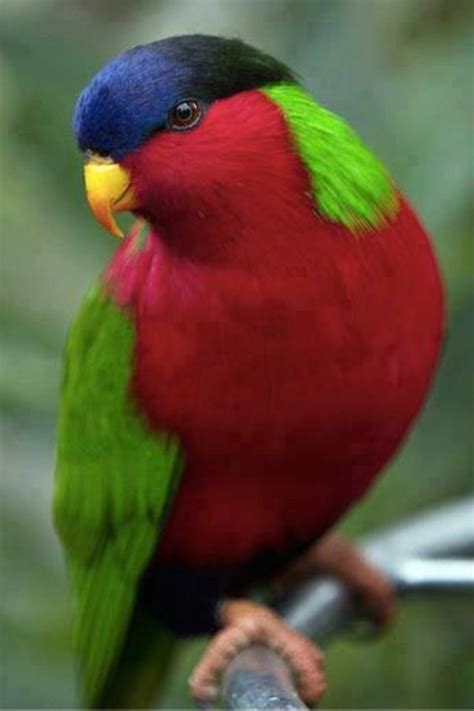 Colorful Bird Beautiful Birds Colorful Animals Pet Birds