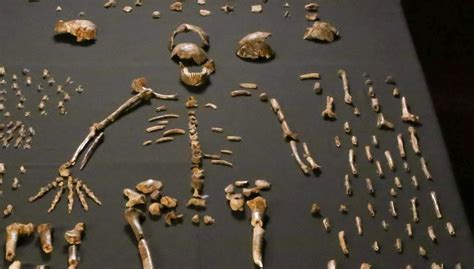 Der stammbaum des menschen hat zuwachs bekommen! Homo naledi enfin daté ! | Pour la Science