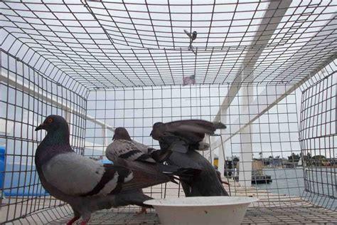Using balloons and pvc water pipe to make the awesome creative bird trap with new creative diy craft idea. How to Make a Pigeon Trap | Pigeons Palace