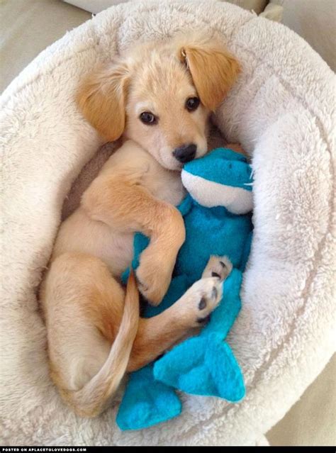 Best 25 Super Cute Puppies Ideas On Pinterest Baby Animals Super