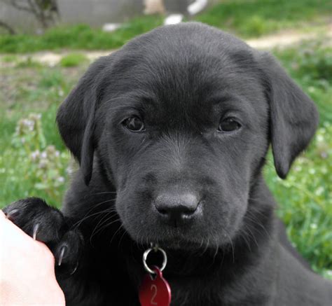 He loves to run in the yard and play with his siblings. Black & Yellow Lab Puppies For Sale!