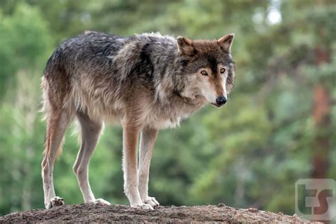 A Majestic Hope A Captured Female Alaskan Interior Timber Wolf Pauses