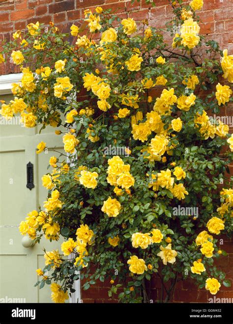 Golden Showers Climbing Rose Hi Res Stock Photography And Images Alamy