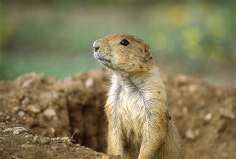 Prairie Dog Watching Free Photo Download Freeimages