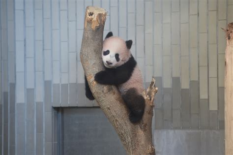 Ueno Zoo To Use Lottery System For Tickets To View Panda Cub The
