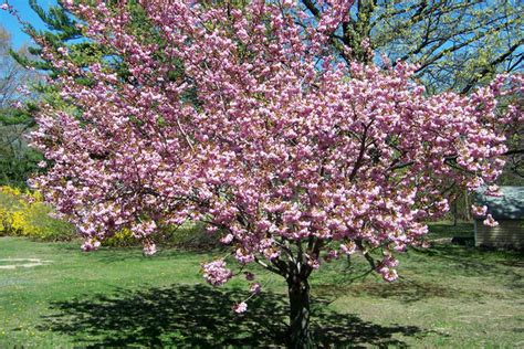 With so many trees and shrubs for gardeners to choose from, it can be useful to know which ones are native to britain. Arbori ornamentali care cresc repede