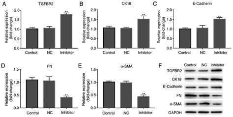 mir 155 inhibitor enhances the expression of tgfbr2 and mediates the download scientific