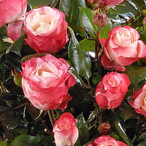 Buy Standard Tree Rose Rosa Nostalgie Multicoloured Hardy Plant