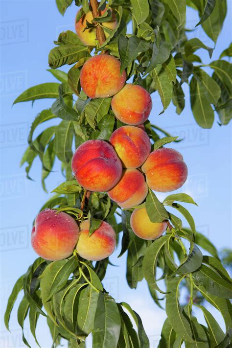 Peaches Growing On A Tree Stock Photo Dissolve