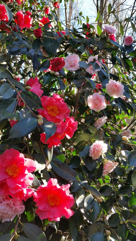 Trees of antiquity is a small family farm shipping heritage fruit trees to homes and farms for over forty years. Elegance Splendor, Camellia blossoms #SonomaHort. # ...