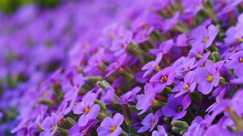 Purple Aubrieta Flowers Petals Buds Blur Background 4k Hd Flowers