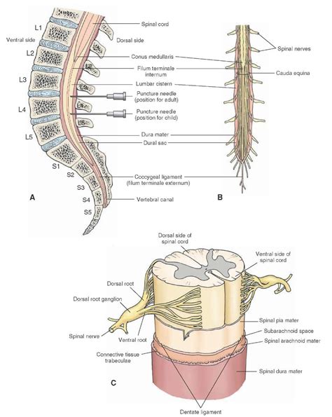 The Spinal Cord A The Lumbar Cistern Extends From The Caudal End Of
