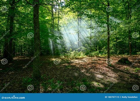 Sun Rays Diffuse Light Over The Forest Stock Image Image Of Leaf