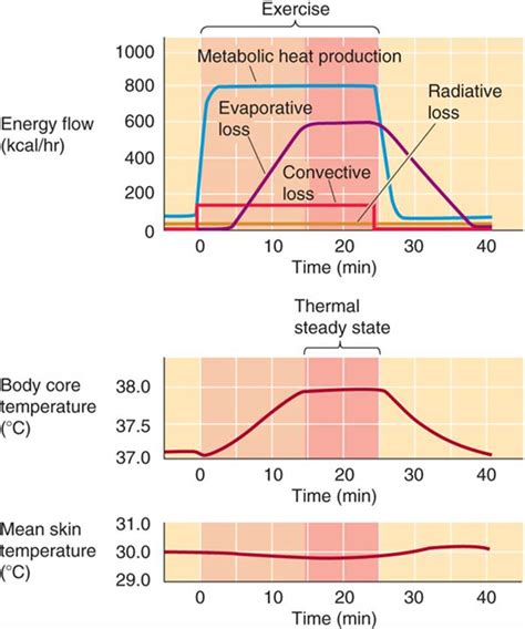 Regulation Of Body Temperature Physiology Of Everyday Life Medical