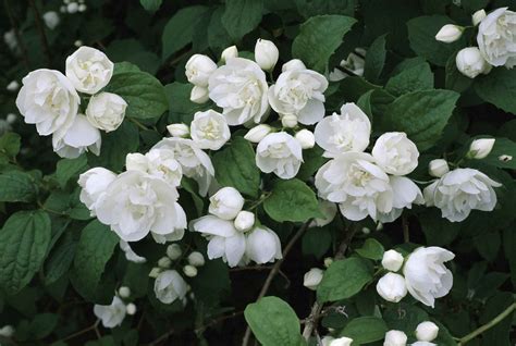White Flowering Bushes In Georgia 1 Otrzymaj 15000 S Stockowego