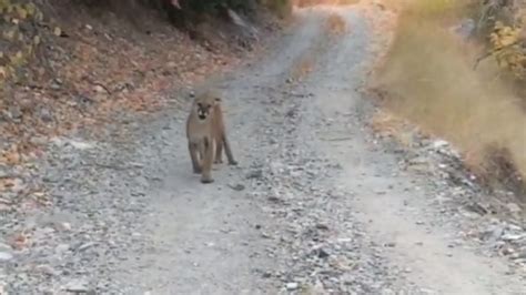 Watch Utah Hiker Films Terrifying Minute Encounter With Cougar Ks