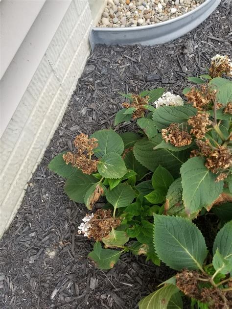 Brown and white transferware is… my pink hydrangea has never looked as good as it does this year. Hydrangeas forum→Endless Summer Hydrangeas turning brown ...