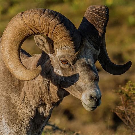 Big Horn Ram In Summer Photograph By Yeates Photography Fine Art America
