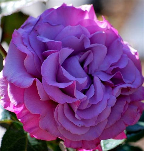 ~the Neptune Rose Is One Of The Loveliest Most Fragrant Purple Hybrid Teas Out In The Gardening