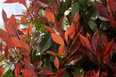 Red Tip Photinia Plants Our Best Tips To Grow And Care For Frasers