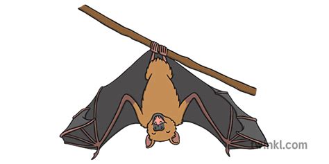 Bat Hanging Upside Down Illustration