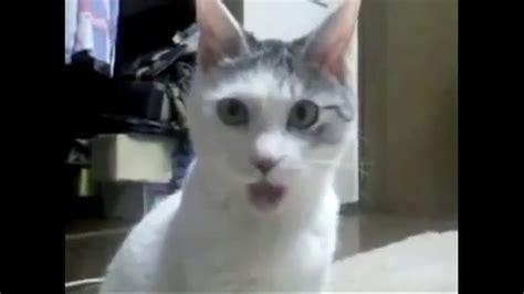 The Omg Cat Youtube