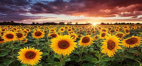 Semi Di Girasole, Il Cielo, La Luce Del Sole Immagini di sfondo, Il