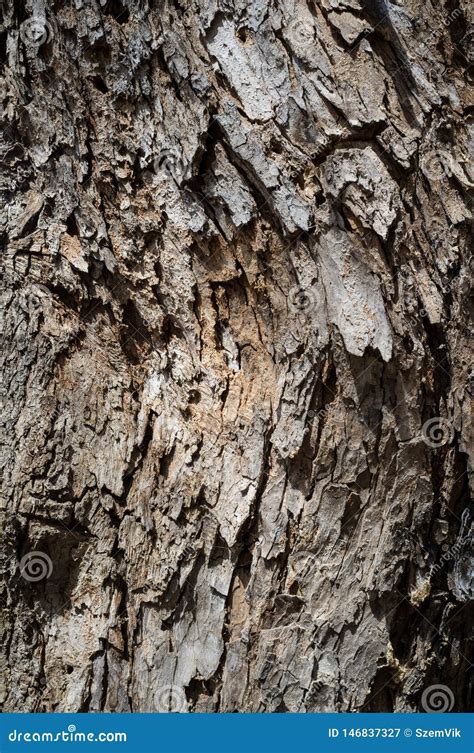 Populus Nigra Or Black Poplar Tree Bark Or Rhytidome Texture Detail