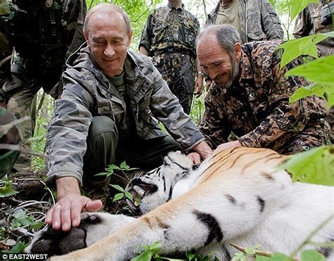 Tiger That Putin Released Into The Wild Attacks Hen House In China Daily Mail Online