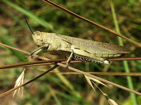 Fileacrididae Grasshopper 2 Wikipedia