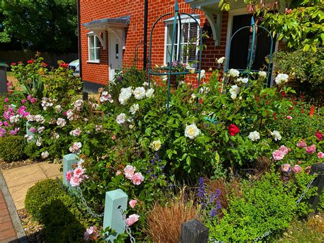 My Rose Garden Rgardening