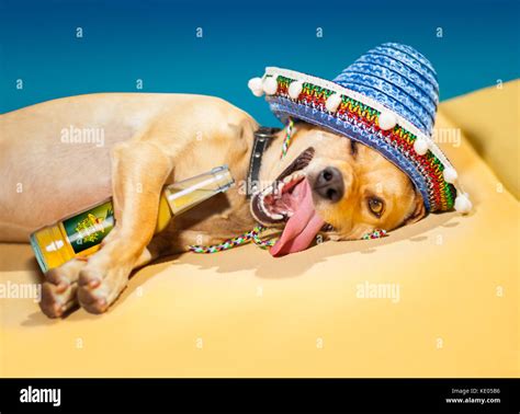 Betrunken Chihuahua Hund In Eine Siesta Mit Verrückt Und Lustig Dumme