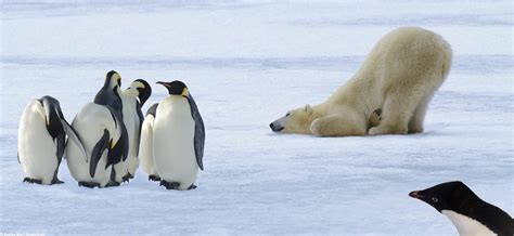 Adaptation In Polar Bear And Penguin See More Ideas About Animal