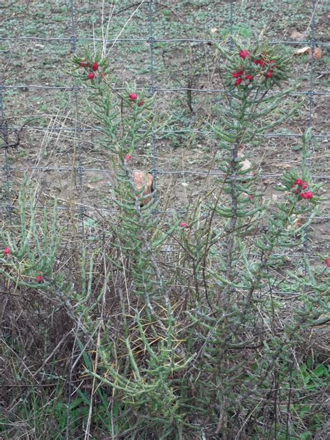 Even though some deserts drop below freezing at night, that's not the case in the sonoran nor the mojave. Rock-Oak-Deer: Taking the Two-Lane: Cow's Tongue Cactus