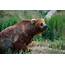 Photo Of Wet Brown Grizzly Bear Sitting · Free Stock