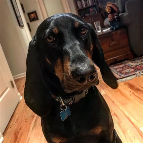 Hank Says Hello My 1 Year Old Black And Tan Coonhounds
