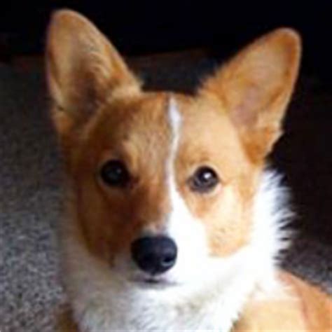 Without fostering, there can be no rescue. Corgi Rescue (@CorgiDogRescue) | Twitter